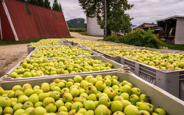 Norsk cider: En smakfull reise i naturskjønn forankring